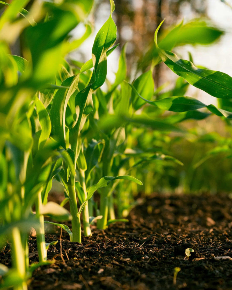 푸드존 BridgeSeven